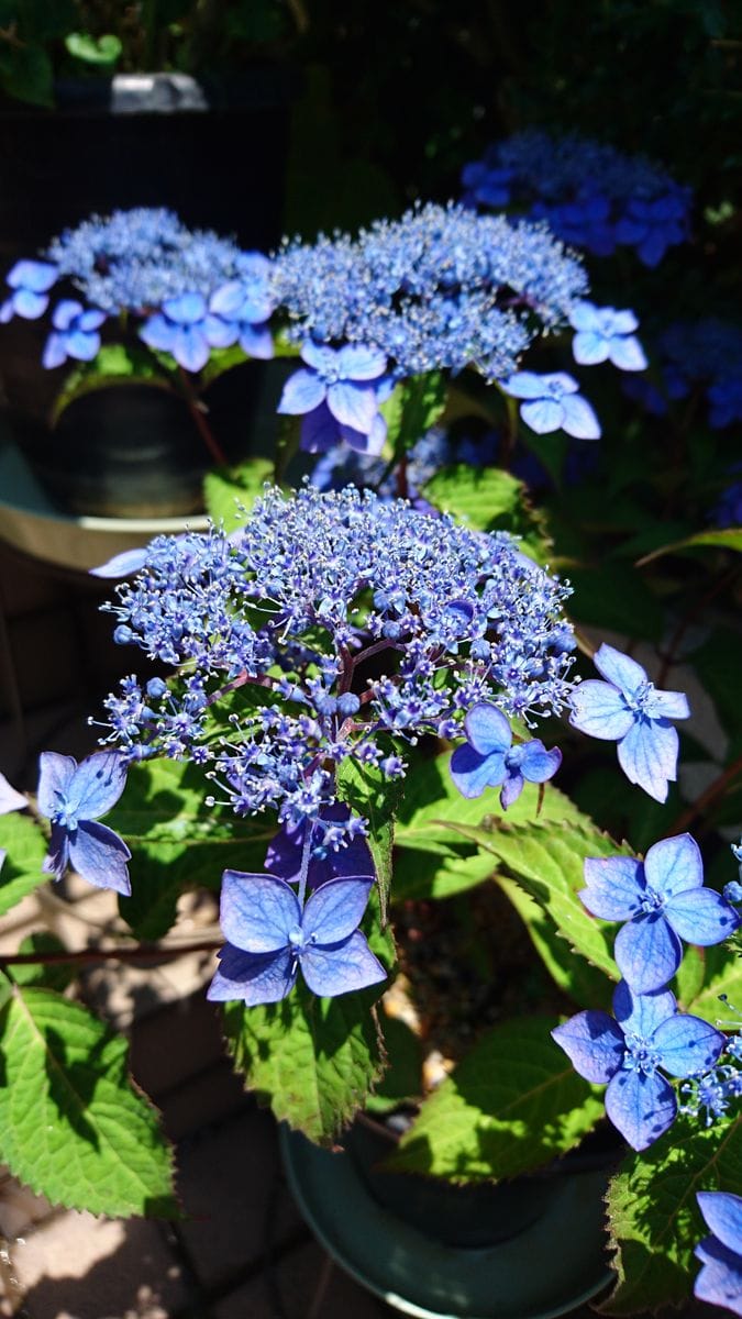 ヤマアジサイの写真 by ikurazuki ヤマアジサイの青色です。  青色もきれいです。半日