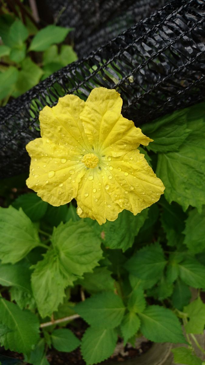 ヘチマの花です。  夏に強いと植えてみましたが、1日強く日があたる場所よりも時間で