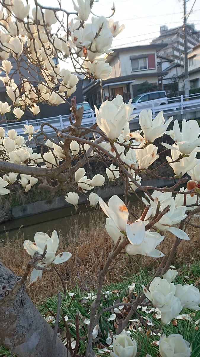 コブシの写真 by ikurazuki コブシです。（辛夷)  近くの川の土手に咲いています。モ