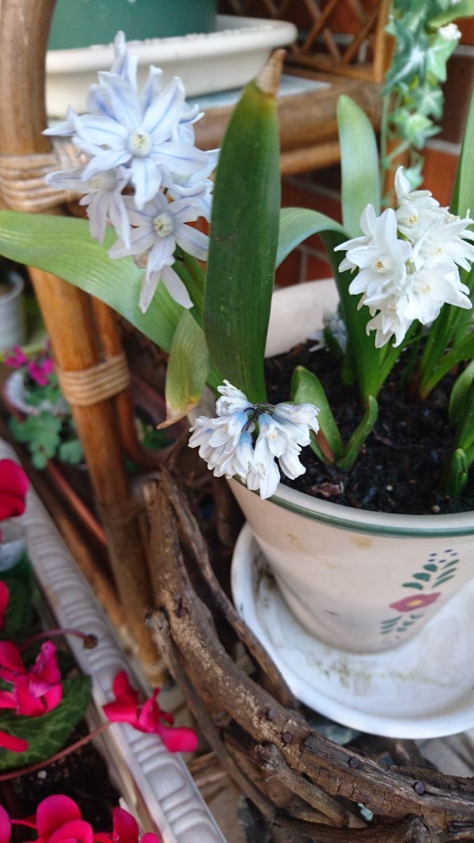 プシュキニア・スキロイデスです。  小さな可愛い花です。写真があまり良く撮れてない
