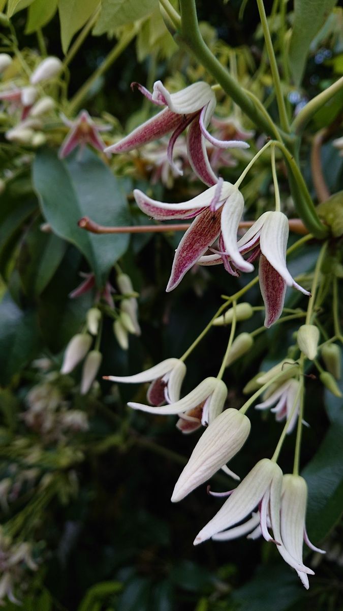 ムベの花です。（郁子)   別名:トキワアケビです。  これと似たアケビは庭に植えまし