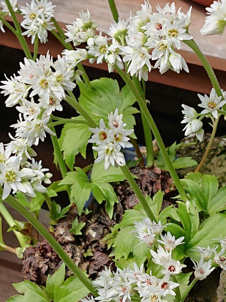 タンチョウソウです。（丹頂草） 別名イワヤツデです。  ご近所の方が育てておられま