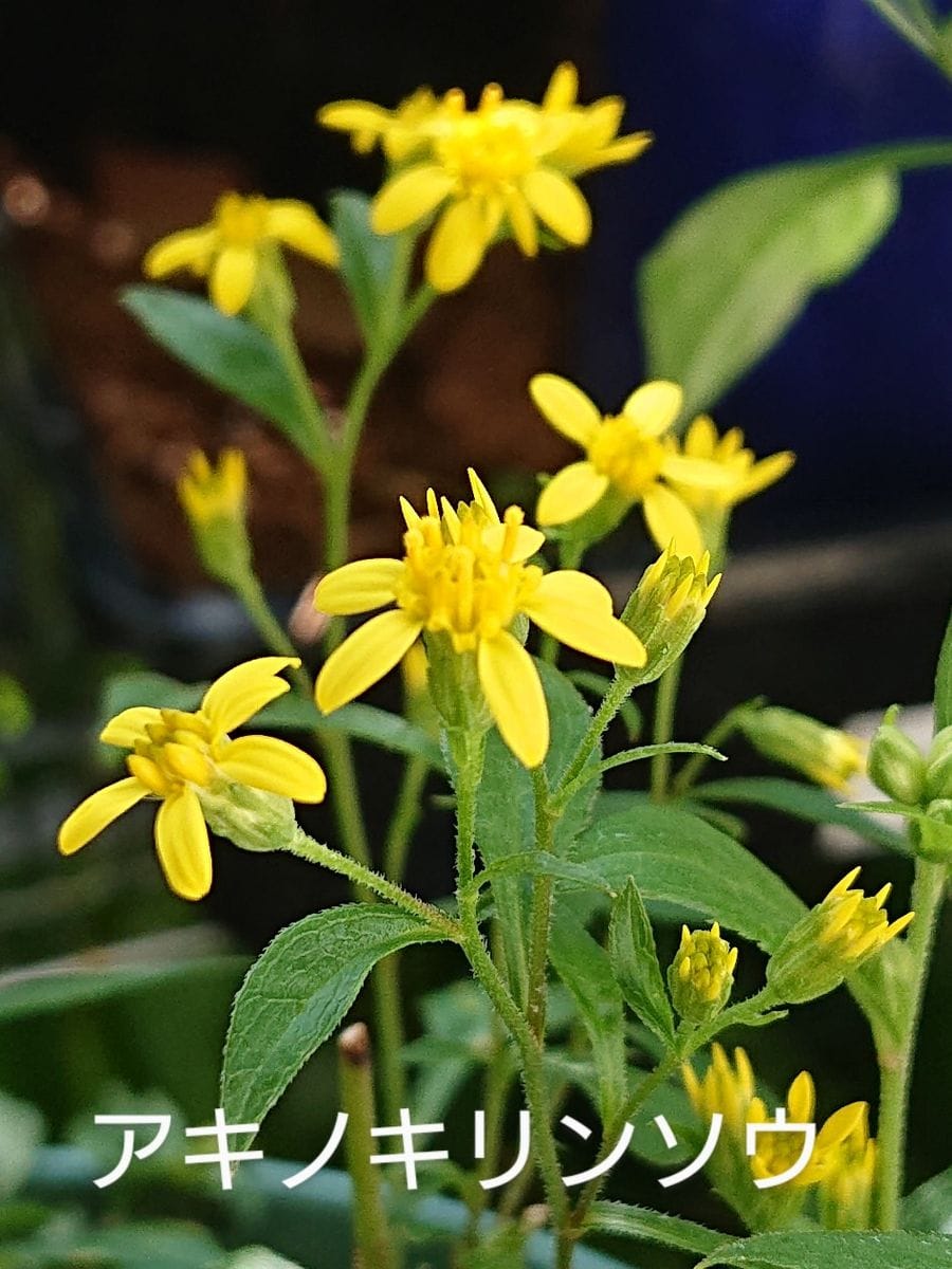 アキノキリンソウです 秋の野山で咲 花あそび 元気ですか のアルバム みんなの趣味の園芸