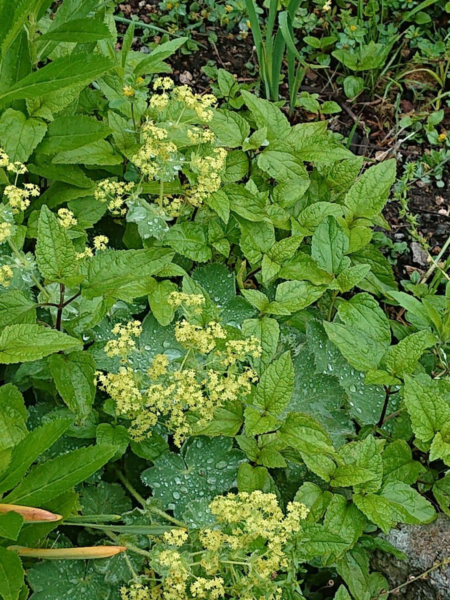 アルケミラ・モリスの写真 by ikurazuki アルケミラモリスです。  旅先のお庭の花です