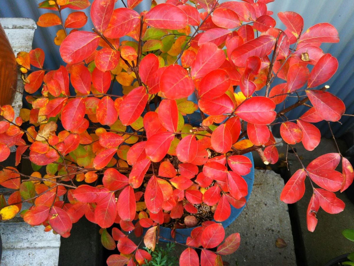 サルスベリの写真 by 紀恵ちゃん サルスベリの紅葉が美しい！