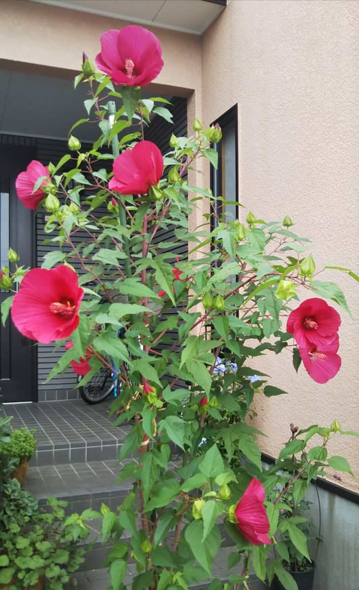 2019.9.11 今日の花も大盤振る舞い。🎵 午後から雷雨で、倒れてましたが。 無事でした