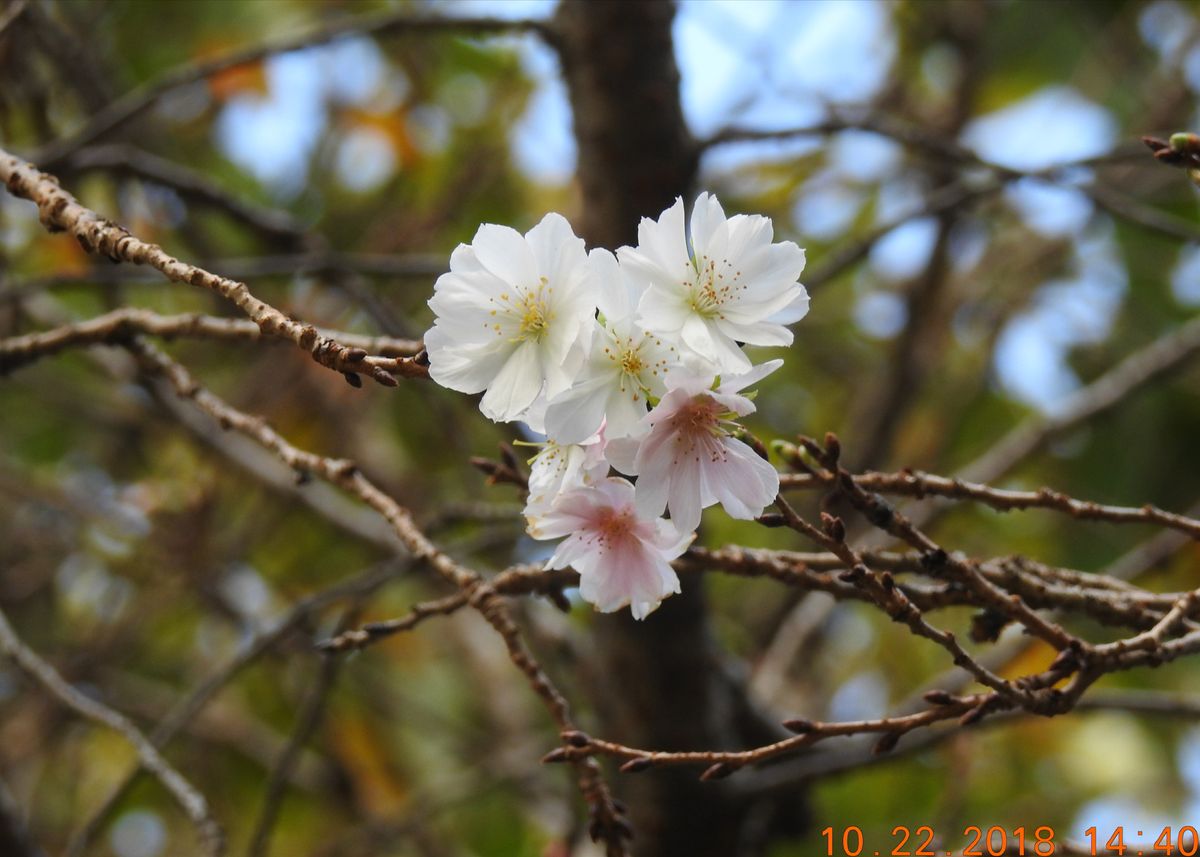 近所の十月桜咲いていました