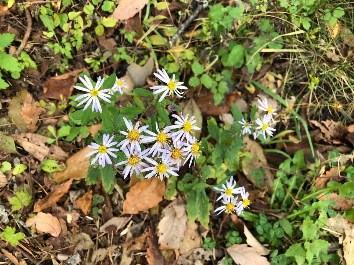 ノコンギク。あちこちで薄紫の花を咲かせている。一抱えぐらいの広さに群生している。