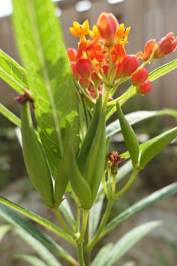 トウワタ  ・・・ 今回は花ではなく、花後の種になるところです。  綿毛が飛んで行っ