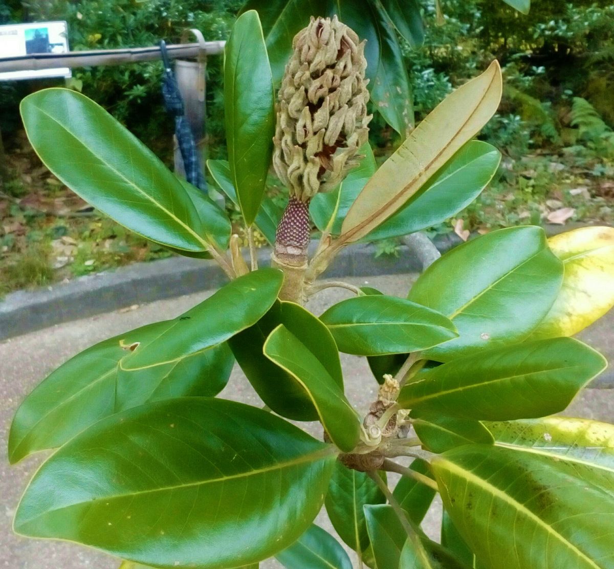 タイサンボクの写真 by トム・マグノリア 『タイサンボク』 ★今日も皆さんに元気を届