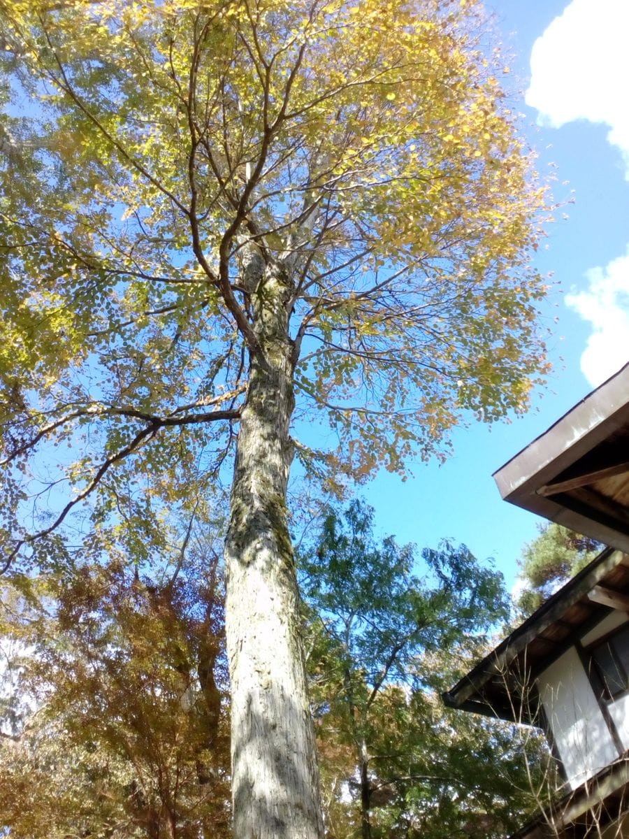 カツラの写真 by トム・マグノリア 『かつら』◎隣の市にある『花明山植物園』にて１１