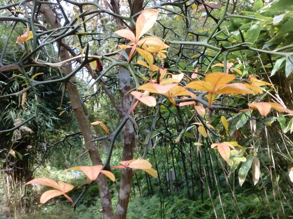 ミカン類の写真 by トム・マグノリア 『カラタチ』◎隣の市にある『花明山植物園』にて