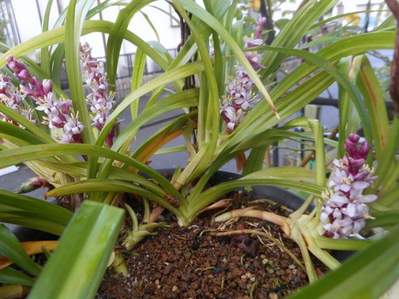 １１月１０日 吉祥草 全部で８本の花茎でした。