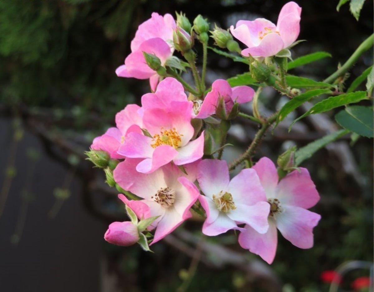 バラ（つるバラ）の写真 by ロッキー 📷薔薇アーチの上で咲いたバレリーナの花...春咲