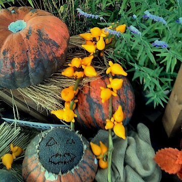 北総花の丘公園で飾られていたフォックスフェイス(ツノナス)の実です。