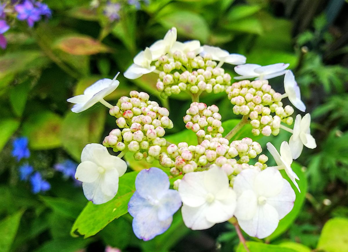 八重咲き甘茶