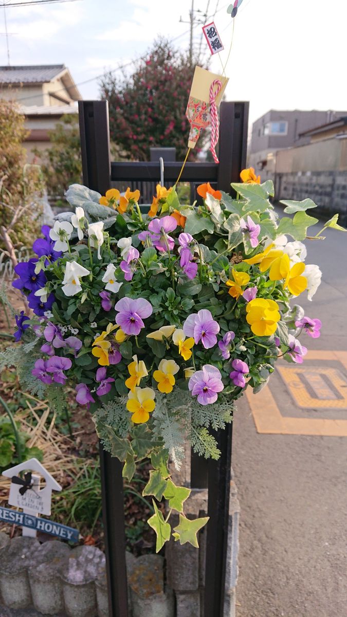 初めてのハンギングバスケット🏵️ お正月仕様に作ってみました。 思っていたよりお花選