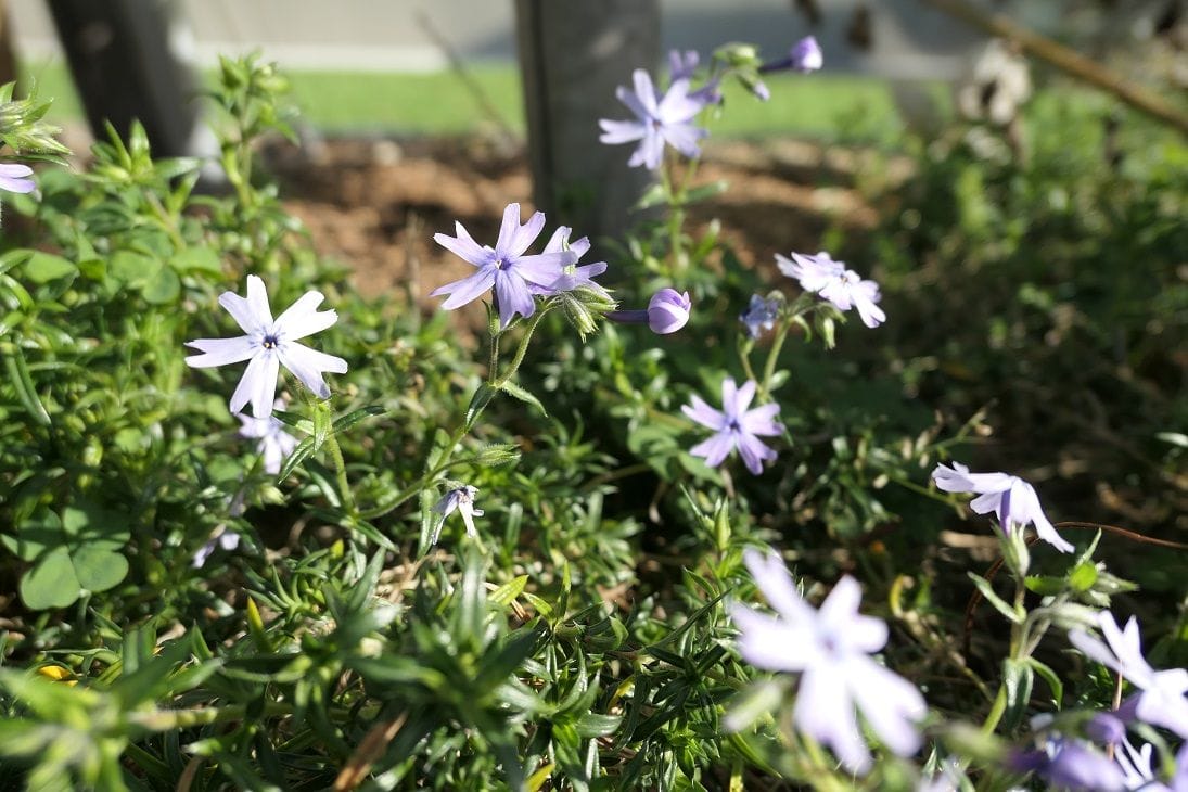 芝桜  オーキントン・ブルーアイ ・・暖かい日が続いたせいでしょうか時期はぜれに咲