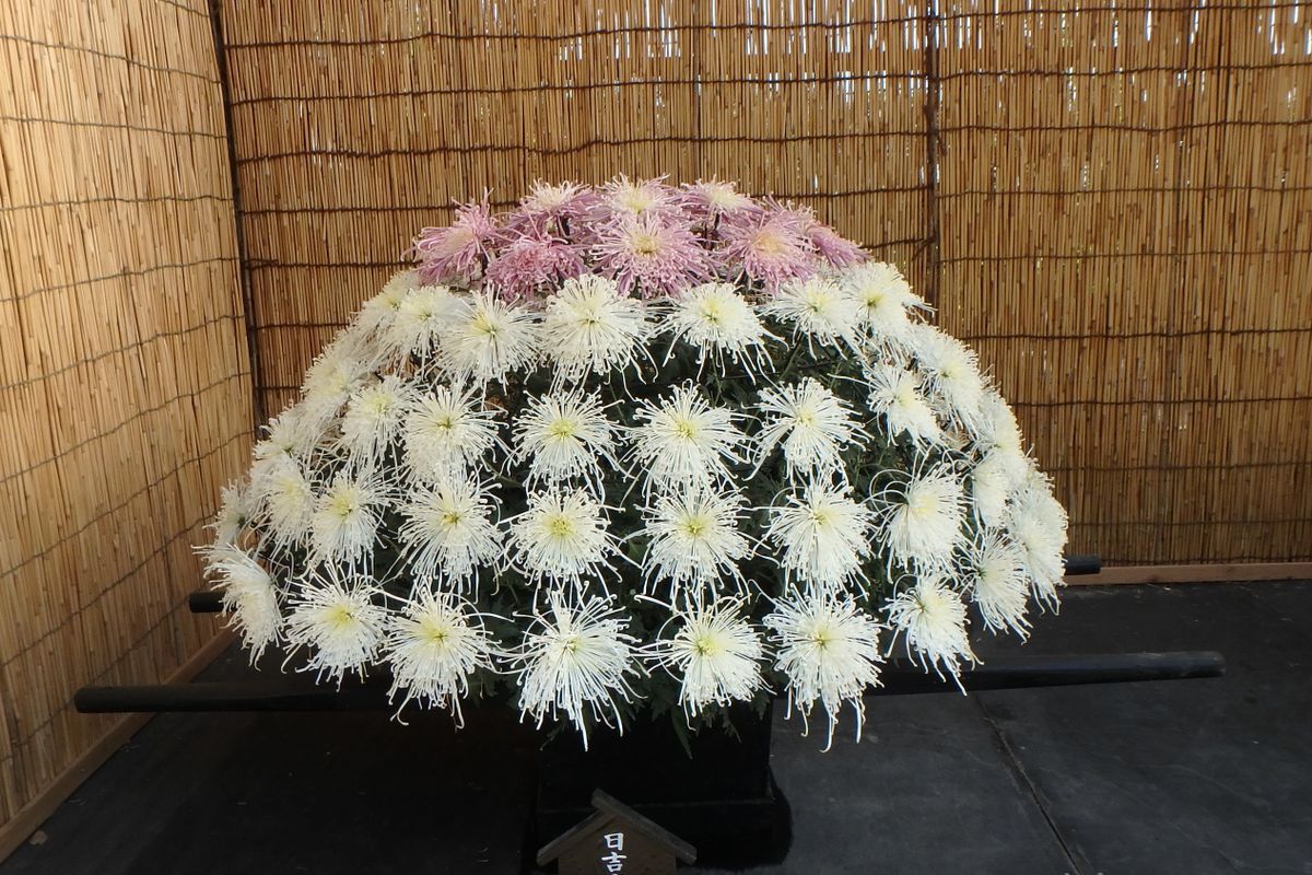 大ギク（大菊）の写真 by カワモチ 菊花展の様子 千輪作りです。ピンク色と白色の２色