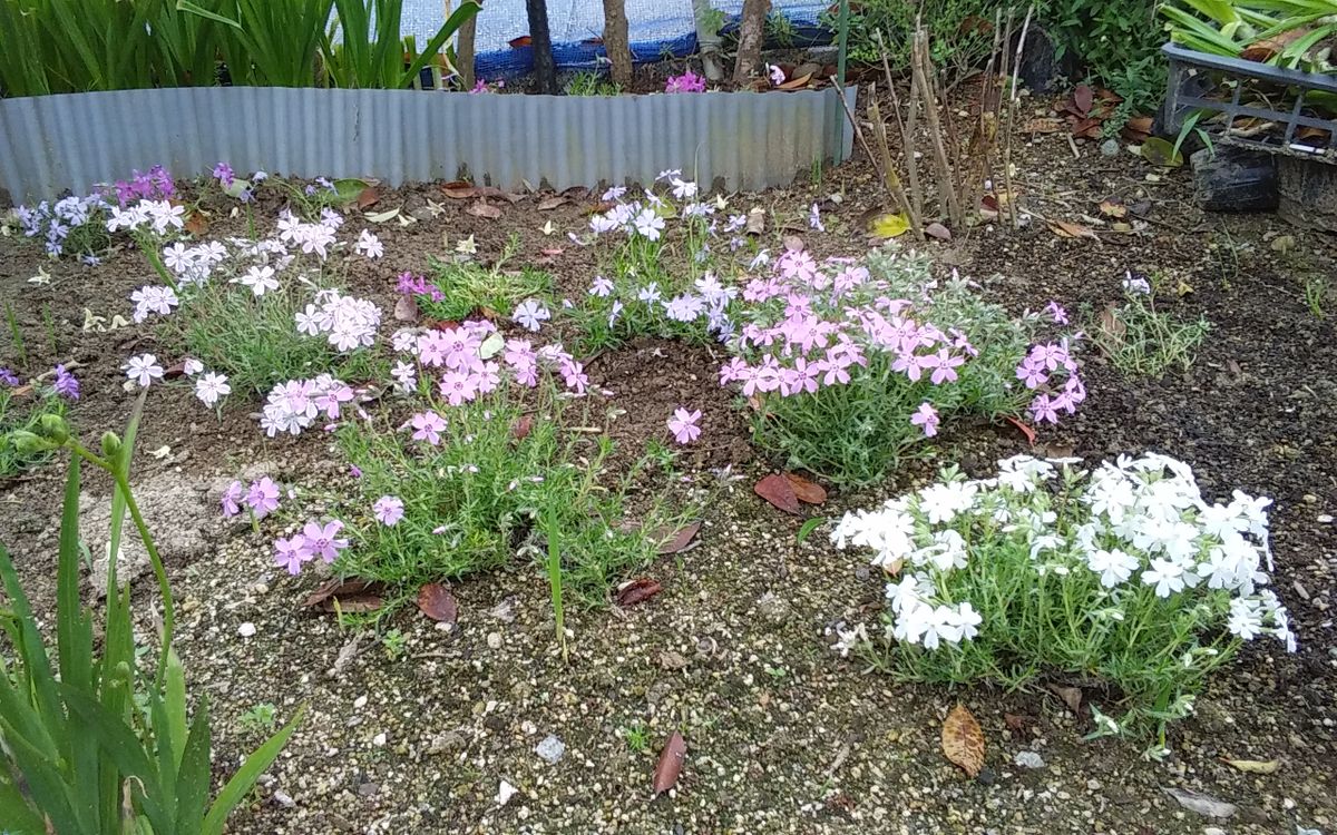 シバザクラ（芝桜）の写真 by ブルーエルフイン no.2 「芝桜」  梅の木の下に植えても