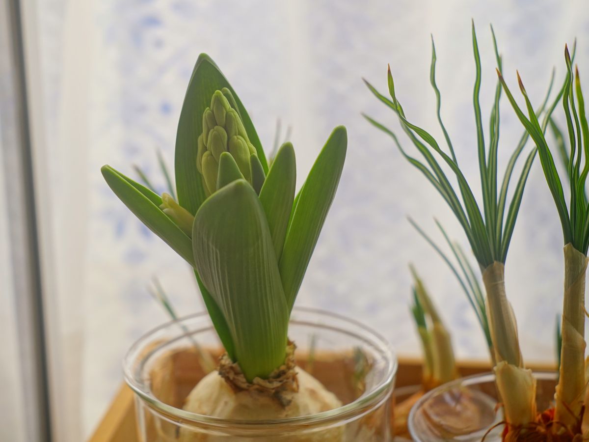 室内の植物 ヒヤシンスの水耕栽培 2019/1/11 開花直前💠