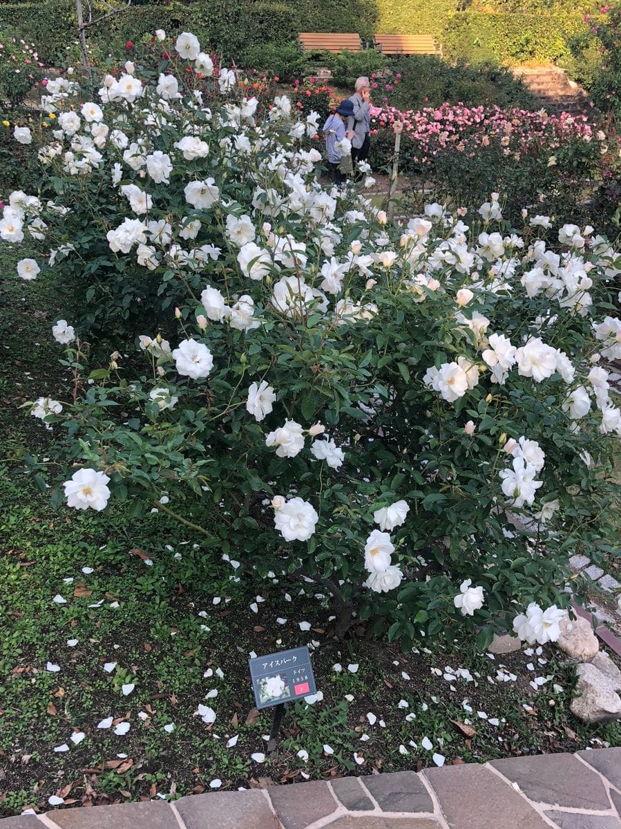 2018/10/24 福岡市植物園 満開♡