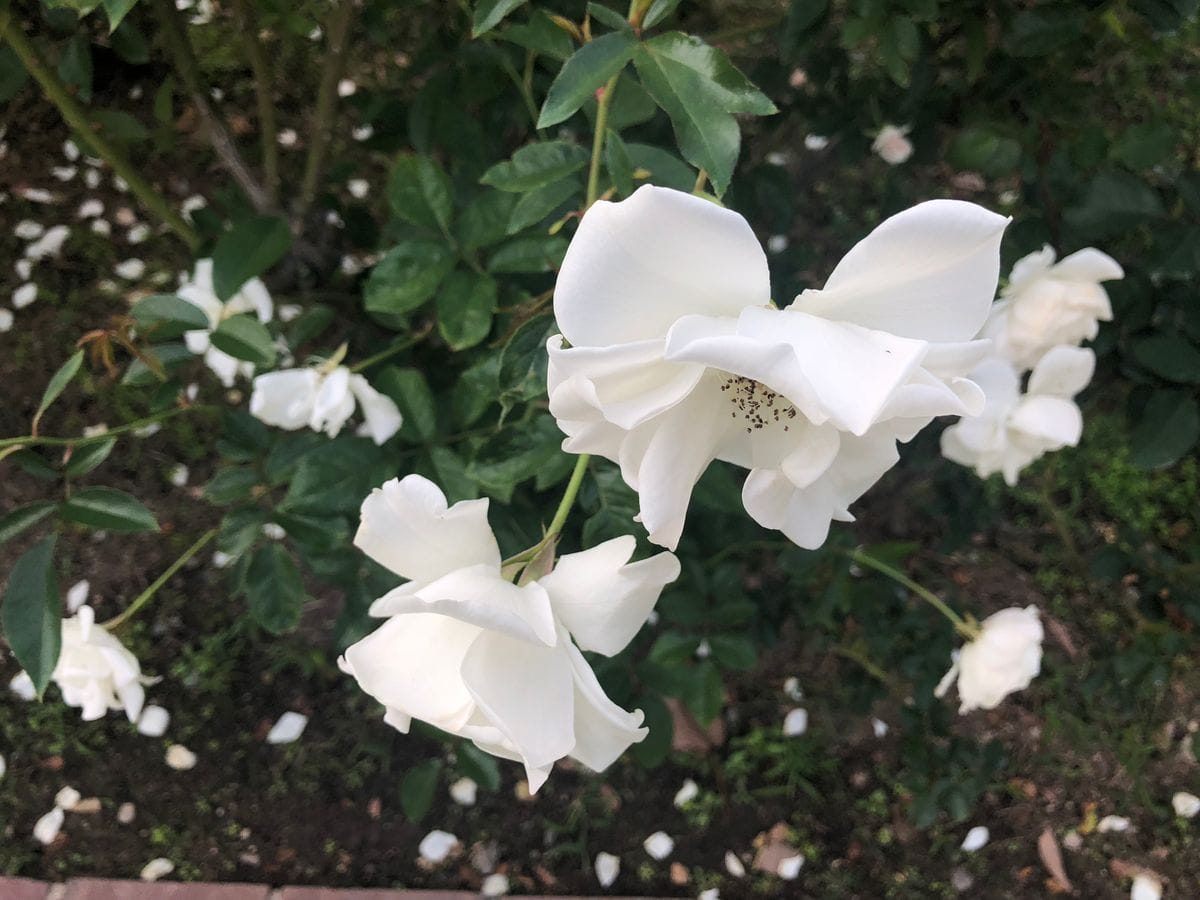 2018/10/24 福岡市植物園