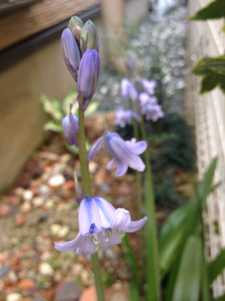 うす紫の花にブルーのラインが美しいですおまかせ球根セットから育ちました 20-30cmの