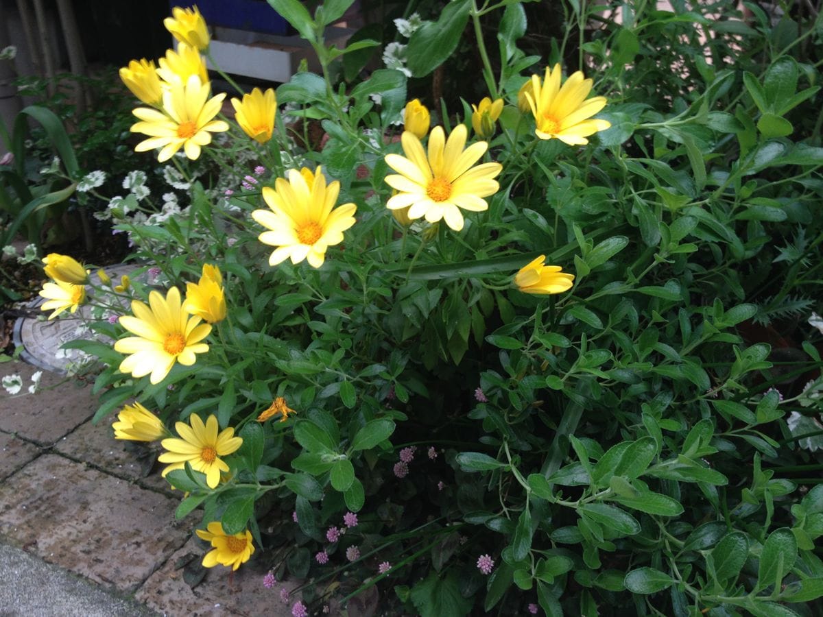 宿根 地植えです 数年前にお迎えしました 名前…ガザニアかな 今年が一番キレイ🌼🌼🌼