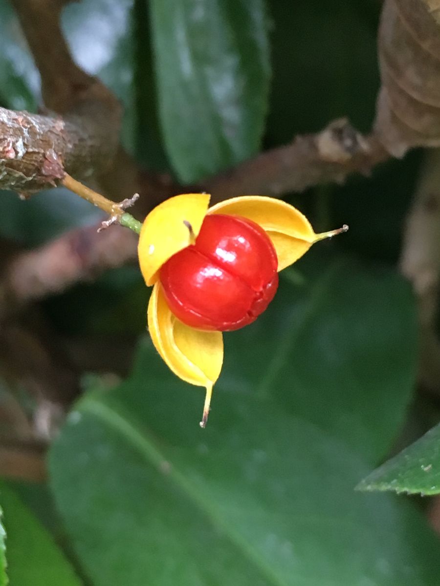 ツルウメモドキ 夏に誤って切られてしまいましたが、１つだけ実がついて弾けました。