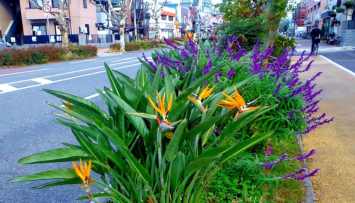 極楽鳥花とアメジストセージ