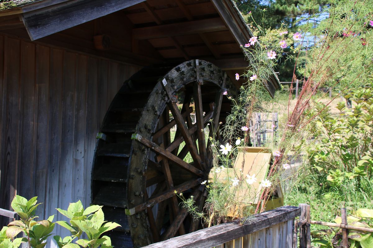 🚶‍♂️昭和記念公園🚶‍♂️🌼水車とコスモス🌼 水車の動力は 小屋の中では杵をついているので