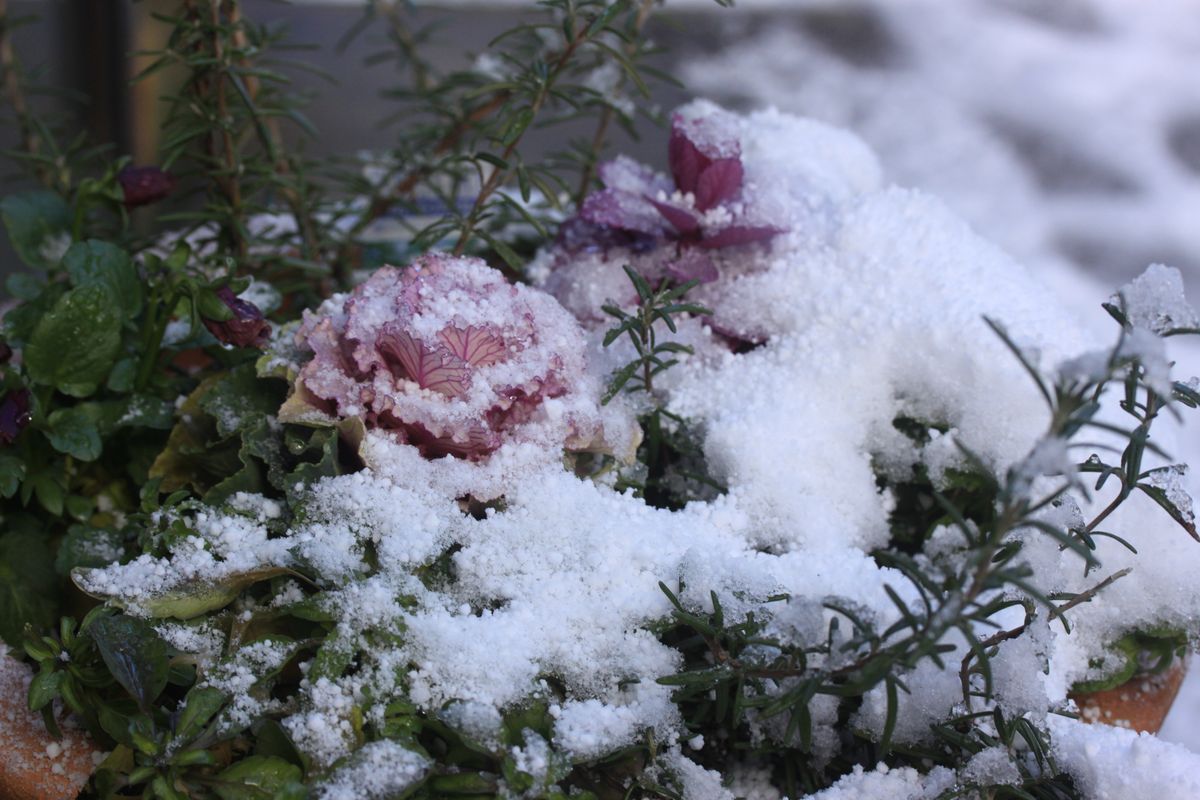 雪をかぶった寄せ植え…ハボタン２種 「クレオパトラ」と「楊貴妃」 ビオラの花は春ま