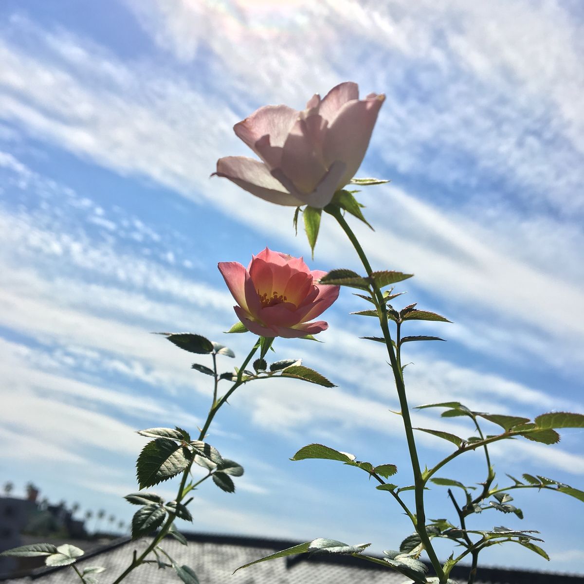 2018.10.2 良い天気です☀️