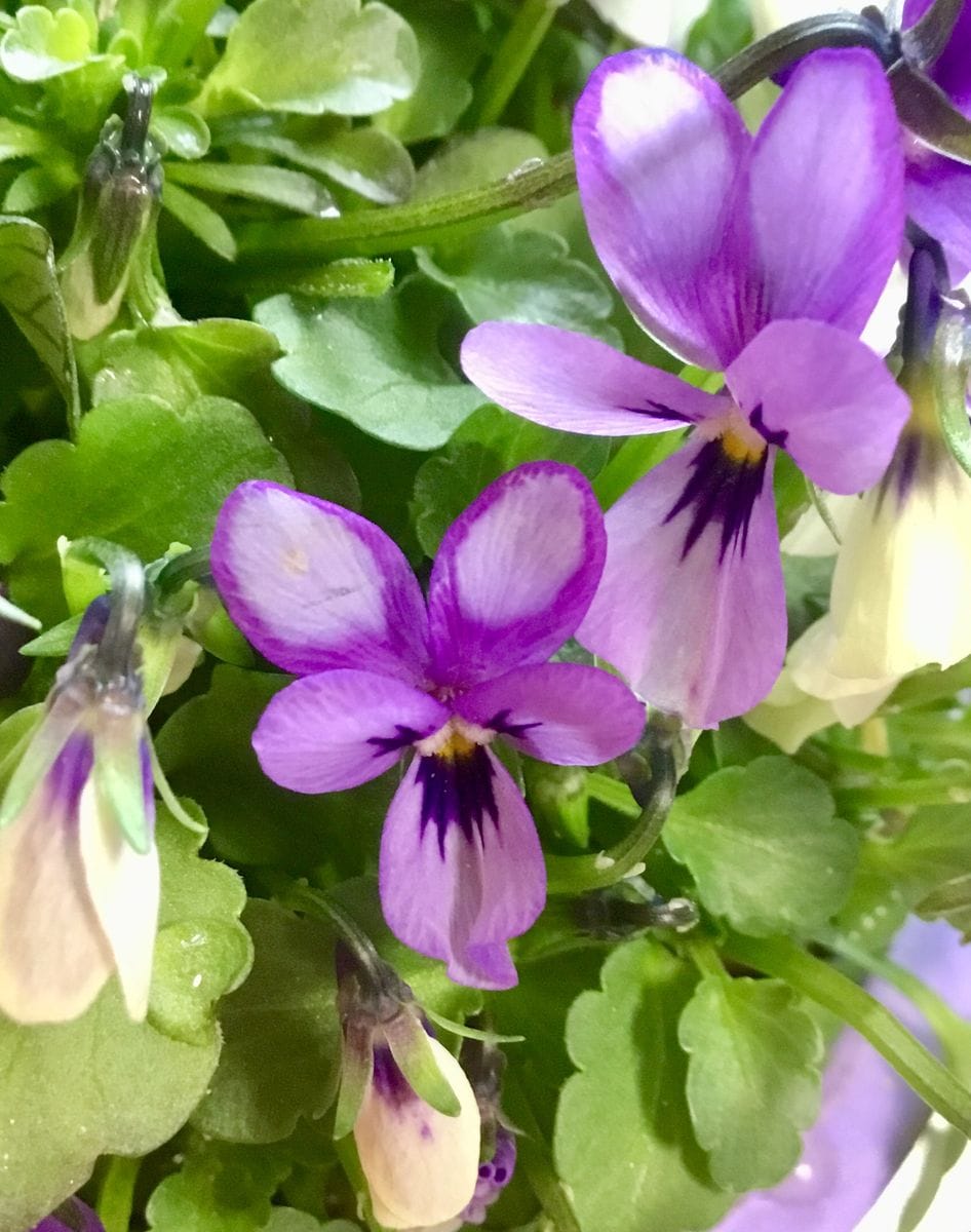 碧いうさぎの花びらが可愛い💕