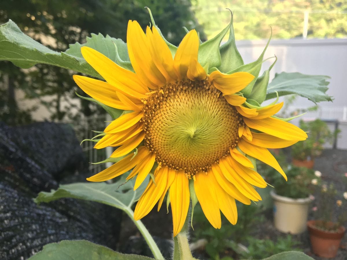 ブサかわミニヒマワリ🌻 2輪目開花です。