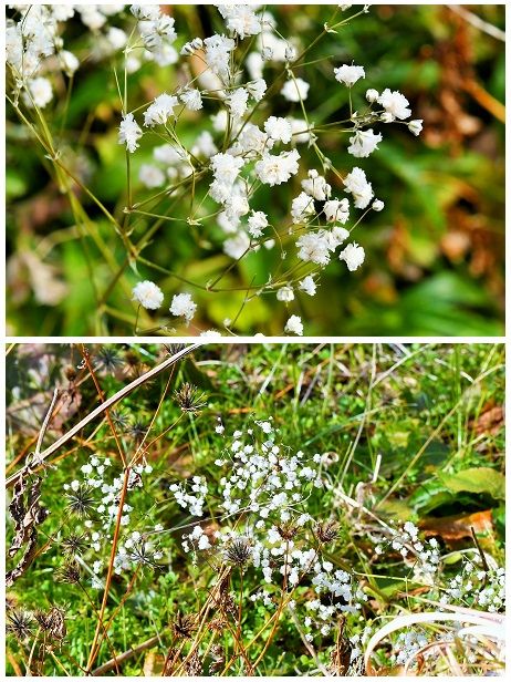 すそ野のあぜ道を歩いていたら 白い小さな花が、 そばに寄れなかったのではっきりしま