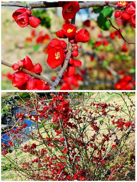 バラ科の『ボケ』四季咲きもあるからか 年中花を見かける気がします。 普通の花期は3