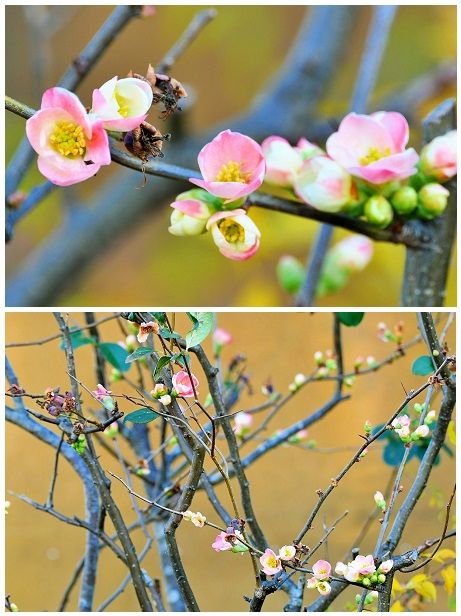 四季咲きボケの咲き分け種と思われます。 ここの花は年に３回ほど白とピンクの花を 咲