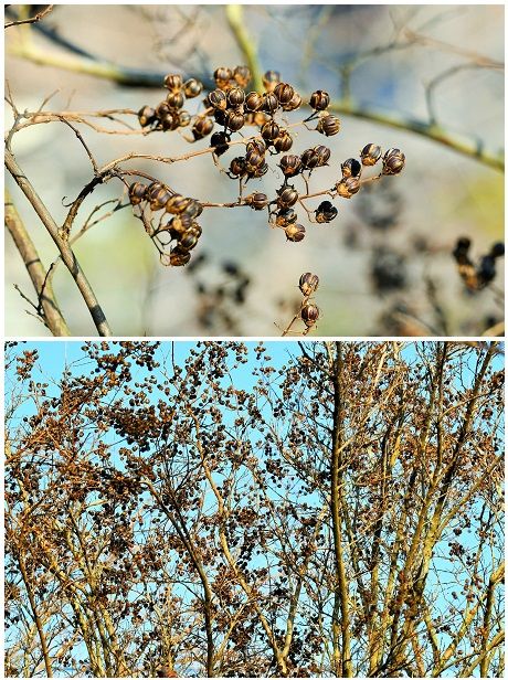 サルスベリの樹にはたくさんの実が付いています。 この実の中には無数の種が入ってい