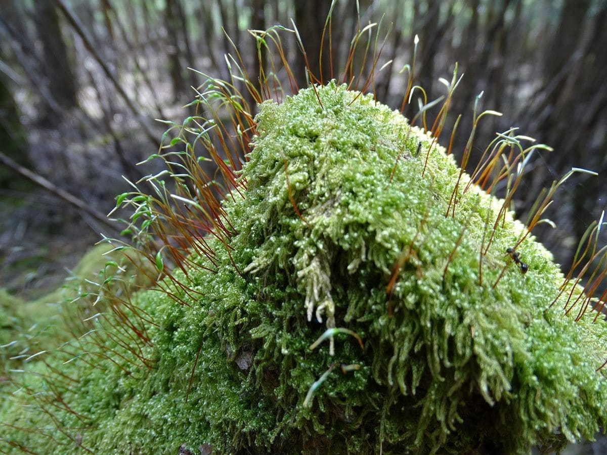 苔の高山  クライマーの蟻🐜が  頑張って登ってます