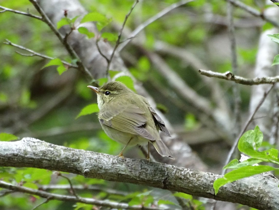 センダイムシクイ  最初はウグイスかと思いましたが  よく見るとセンダイムシクイ🐦  