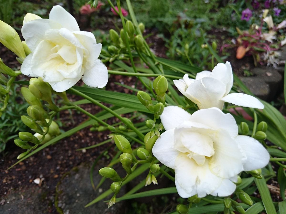 白い八重咲きのフリージアは初めてです。  昔から我が家にある黄色の花より香りは弱い