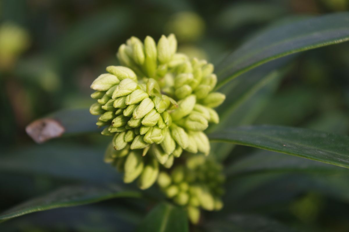 沈丁花の蕾 まだまだ硬いですね～ 開くととてもいい香りがします。楽しみ～