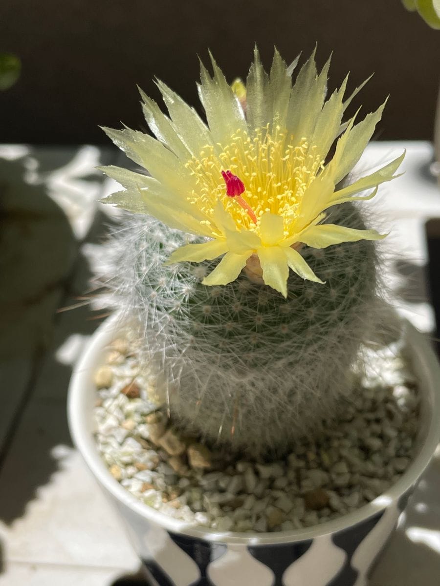 サボテン 白小町  初めて花が咲きました🌼*･