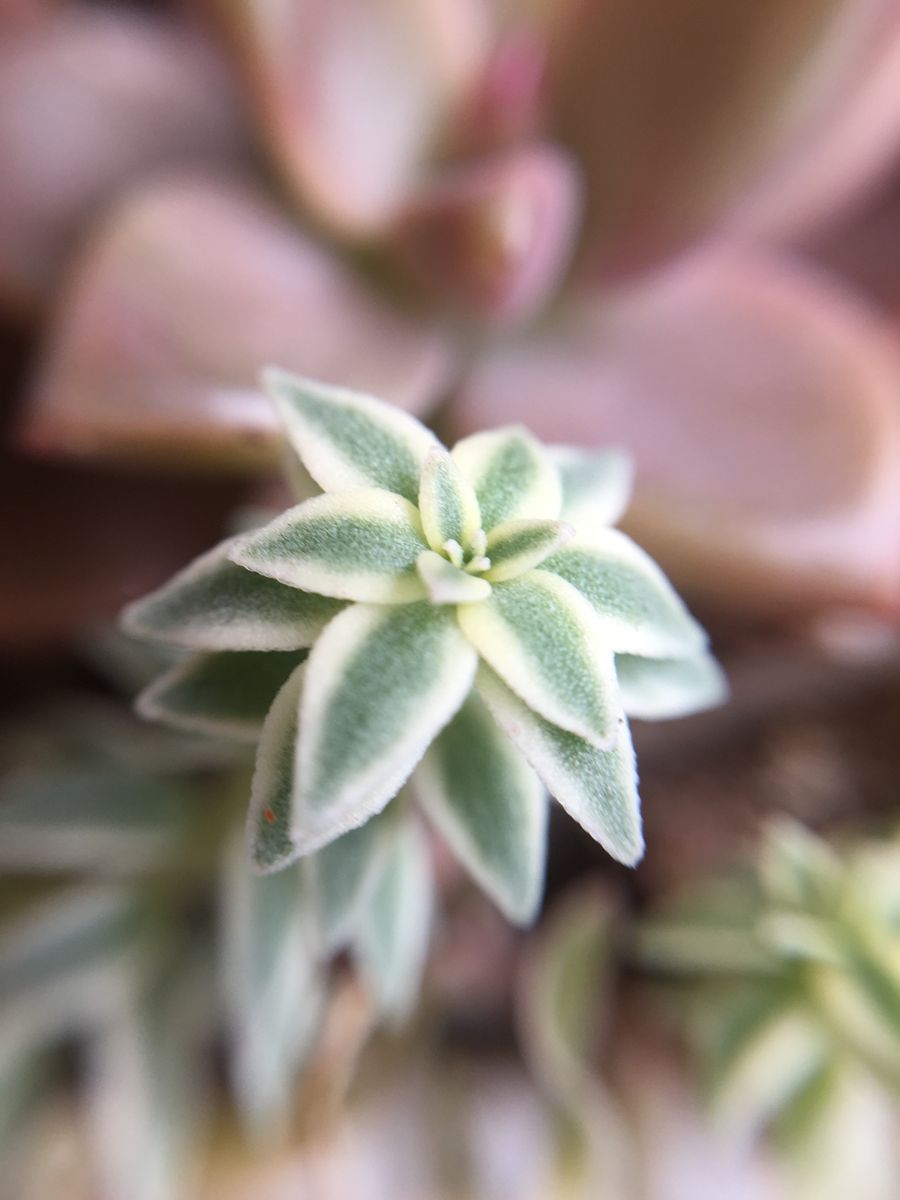 セダム フクリンマンネングサの挿し芽。 小さな芽🌱に、頑張れーと言いたくなります💕