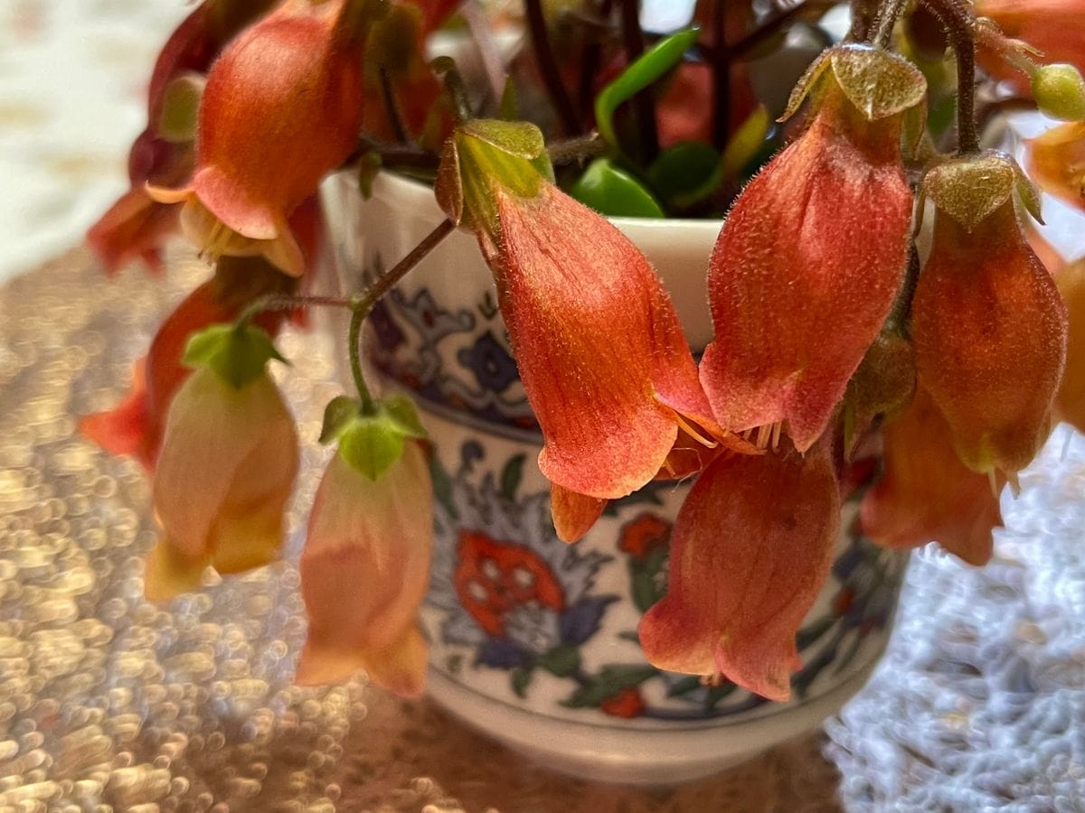 カランコエ シャンデリアとフィフィの花❤️  薄い色の花がフィフィ。 エスプレッソ用の