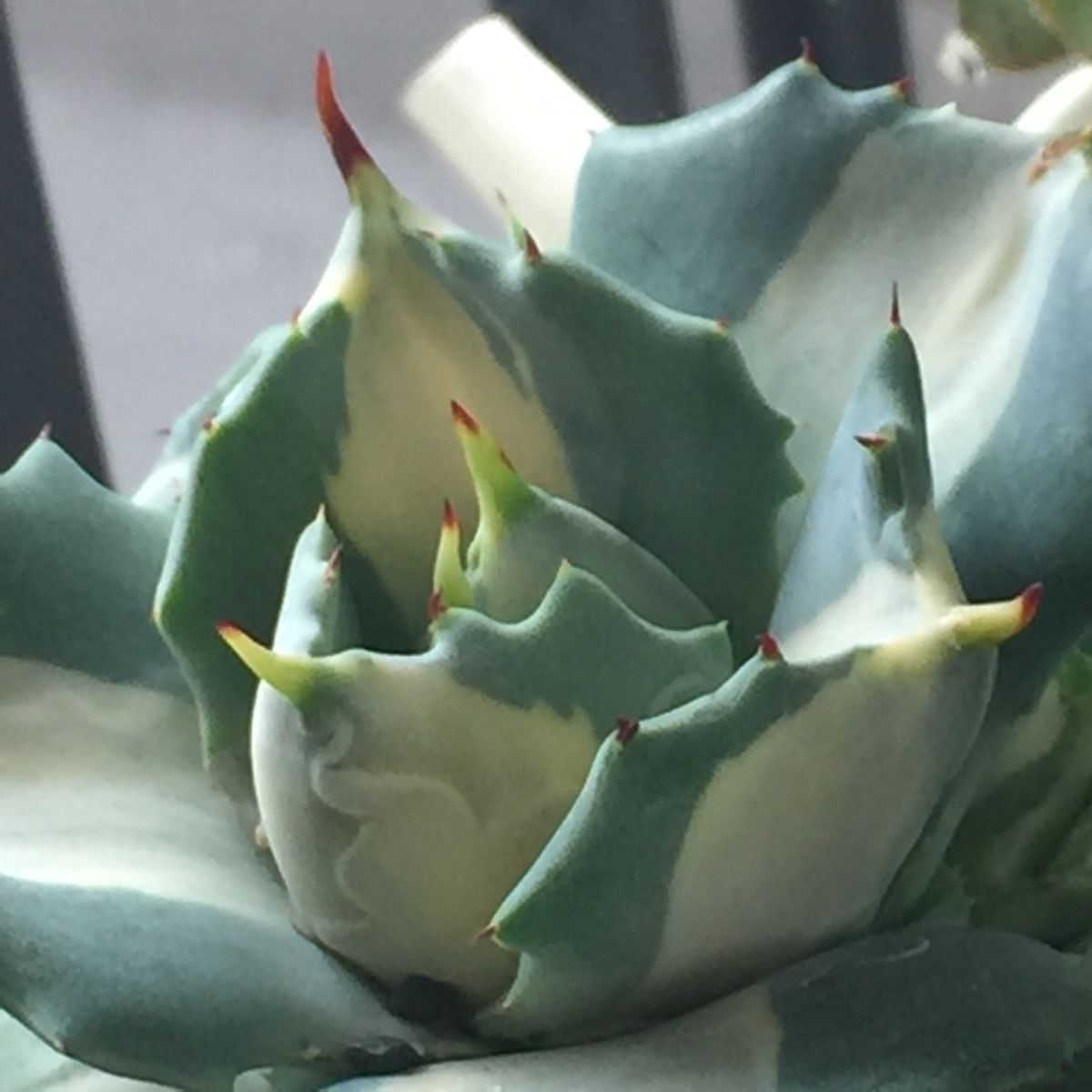 AGAVE 王妃雷神錦 白中斑  カッコ可愛い😍