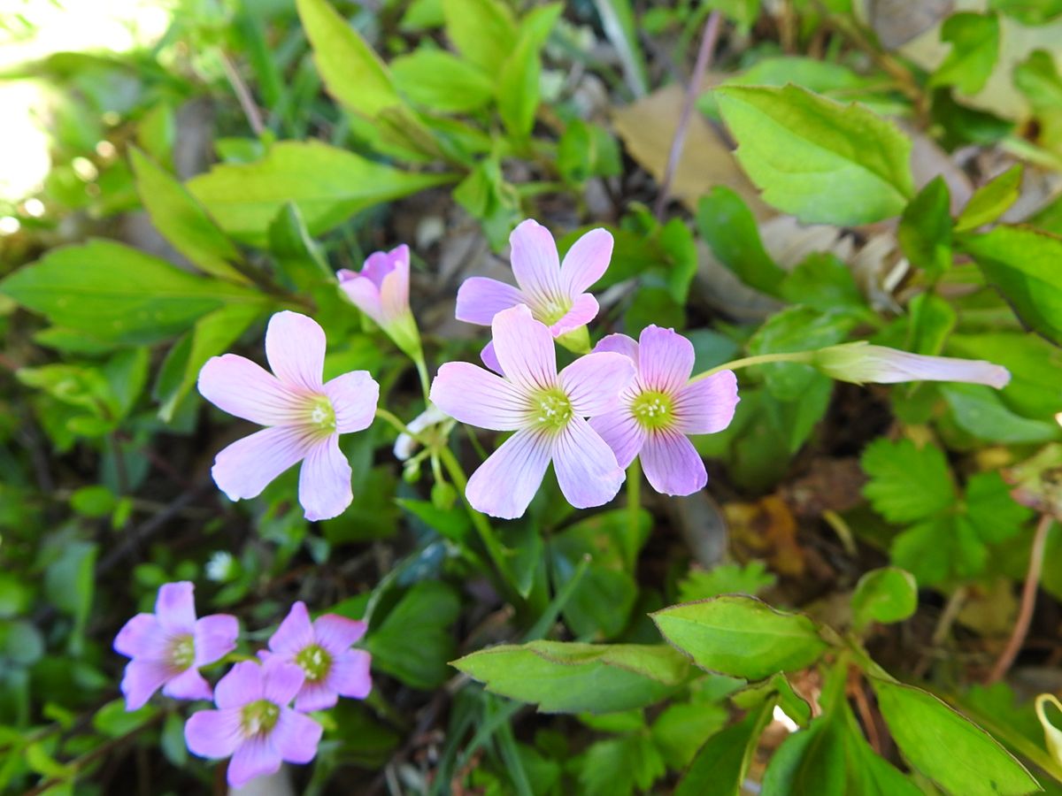 野道に咲くムラサキカタバミ。 どこにでも見かける雑草ですが…  2019.4.16