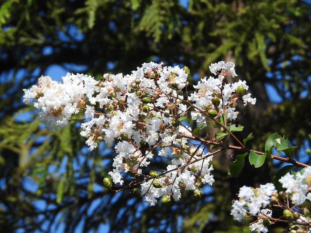 その近くには白花のサルスベリが。  2019.9.20